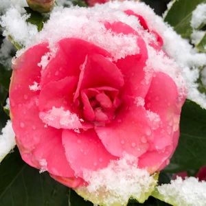 Meet your Posher, Caius